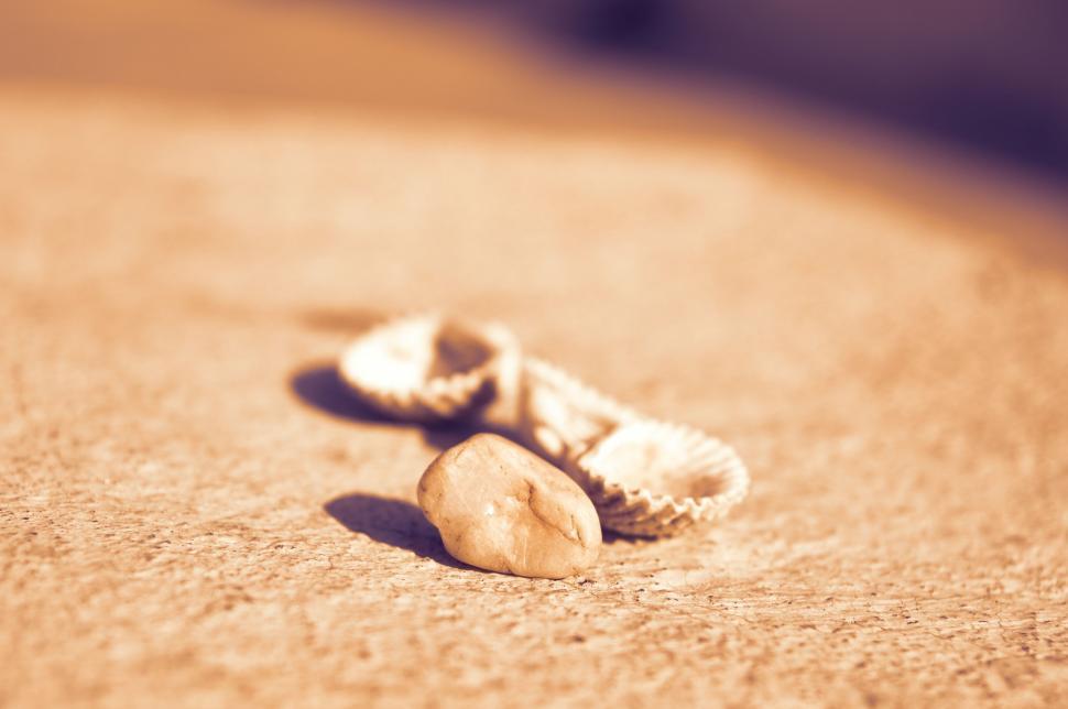 Free Image of Shells on Beach  