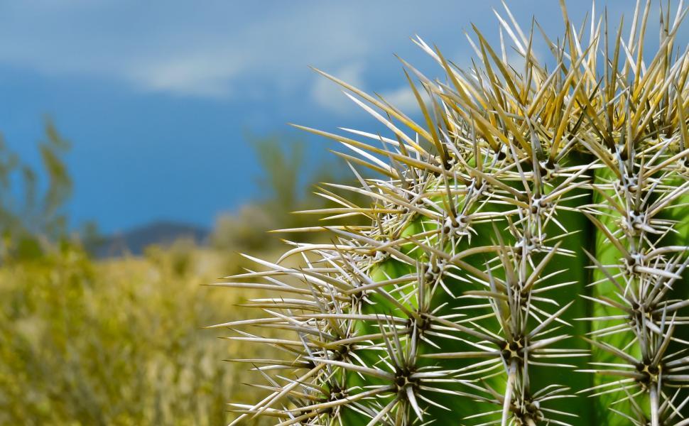 Free Image of Cactus Spikes  