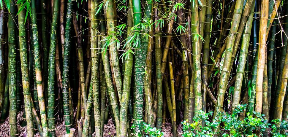 Free Image of Bamboo Forest in Hawaii 