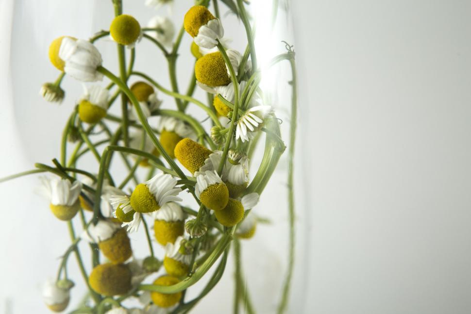 Free Image of Yellow flowers in a glass bottle  