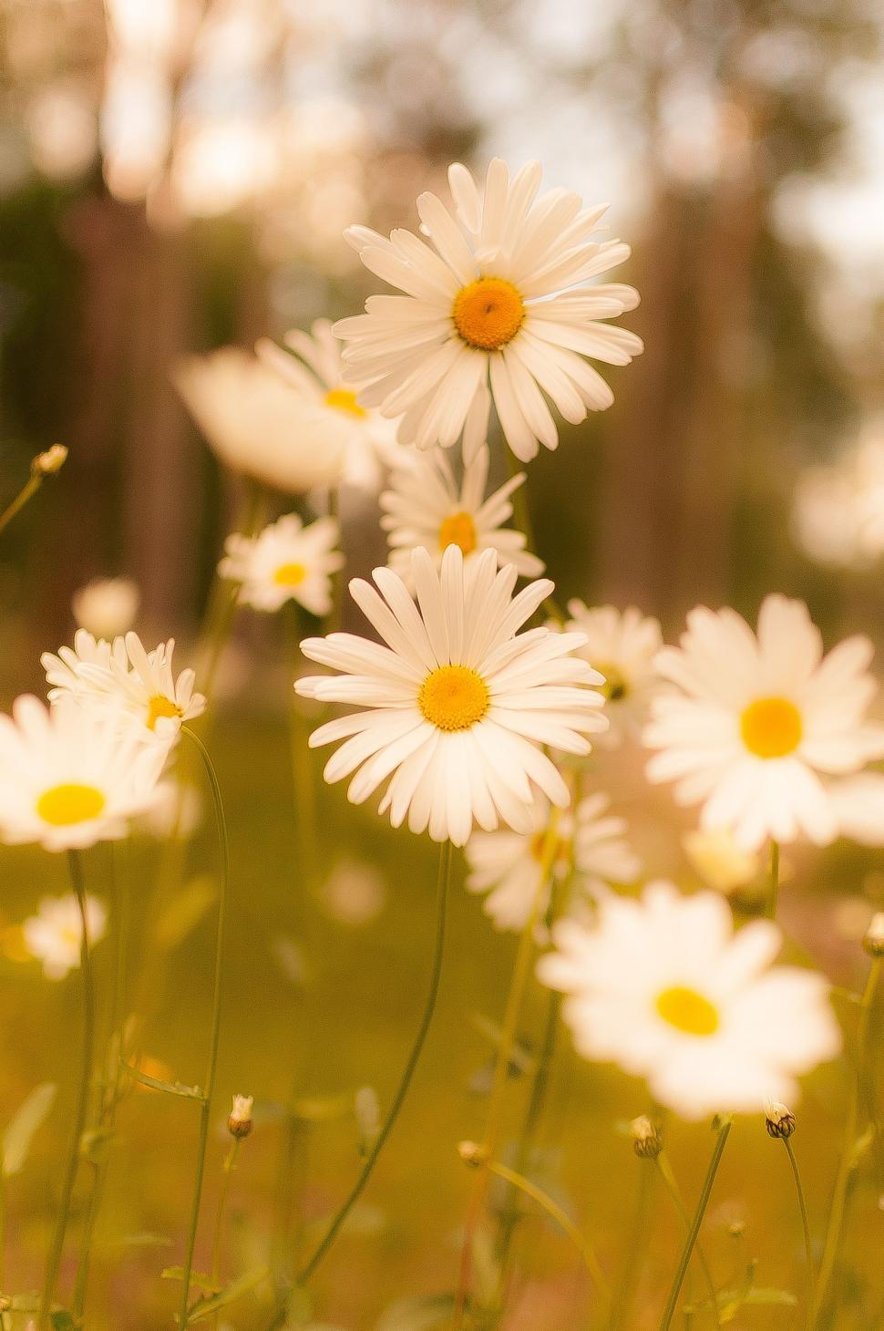 Free Image of White daisy flowers 