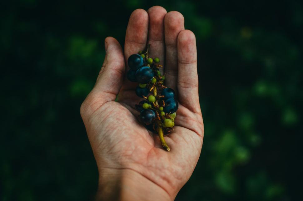 Free Image of Grapes in hand 