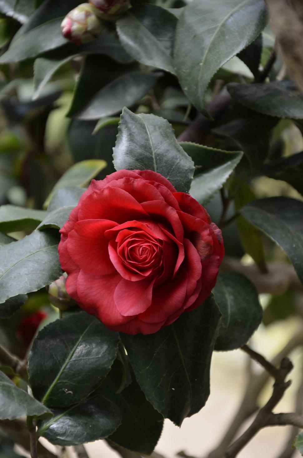 Free Image of Red Rose Flower  
