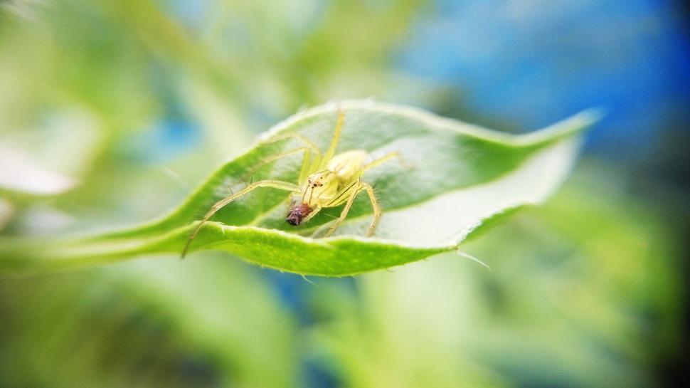 Free Image of Insect on leaf  