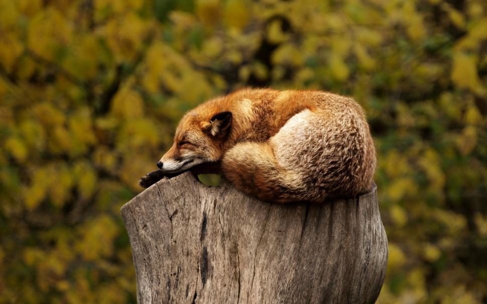 Free Image of Sleeping Fox  