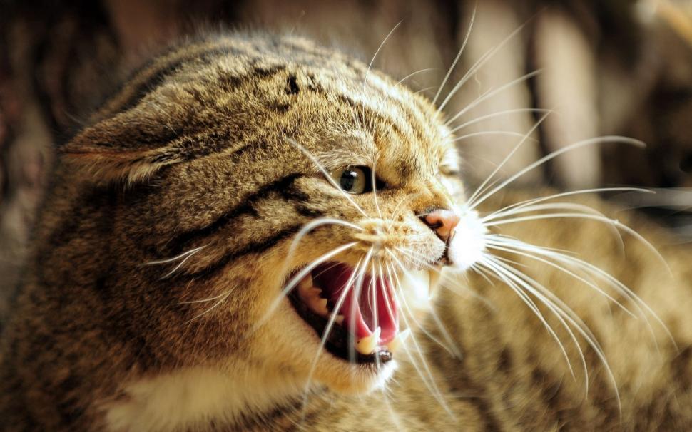 Free Image of Yawning cat  