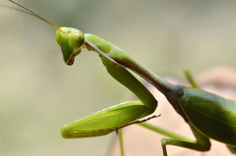Free Image of Green Grasshopper or Omocestus viridulus 