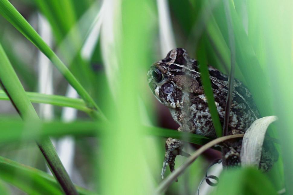 Free Image of Leopard frog 