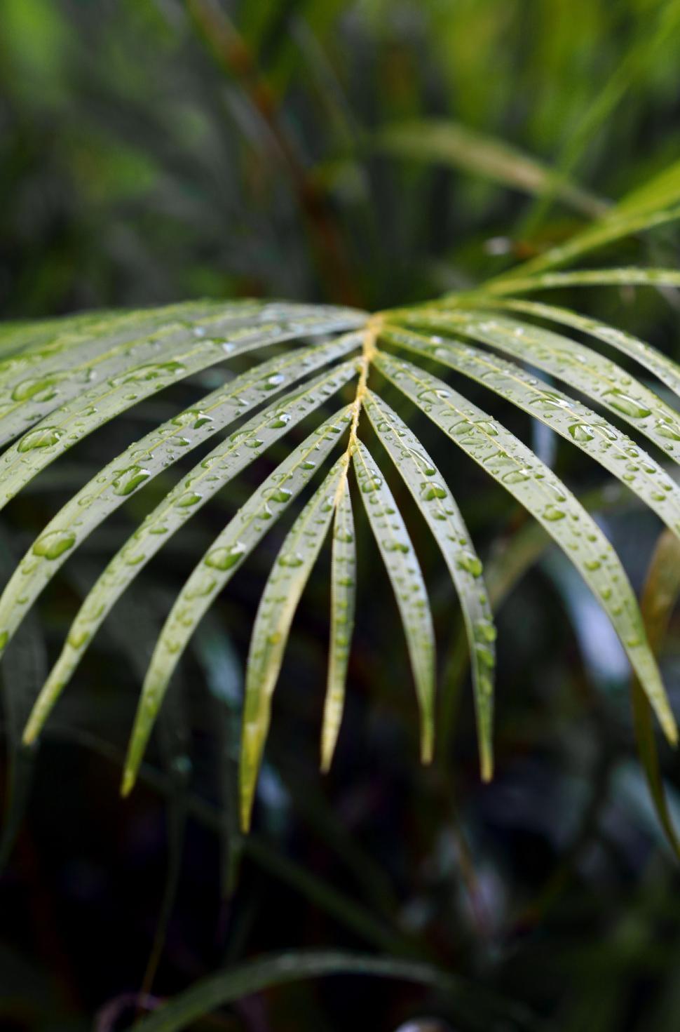 Free Image of Water drops on leaves  