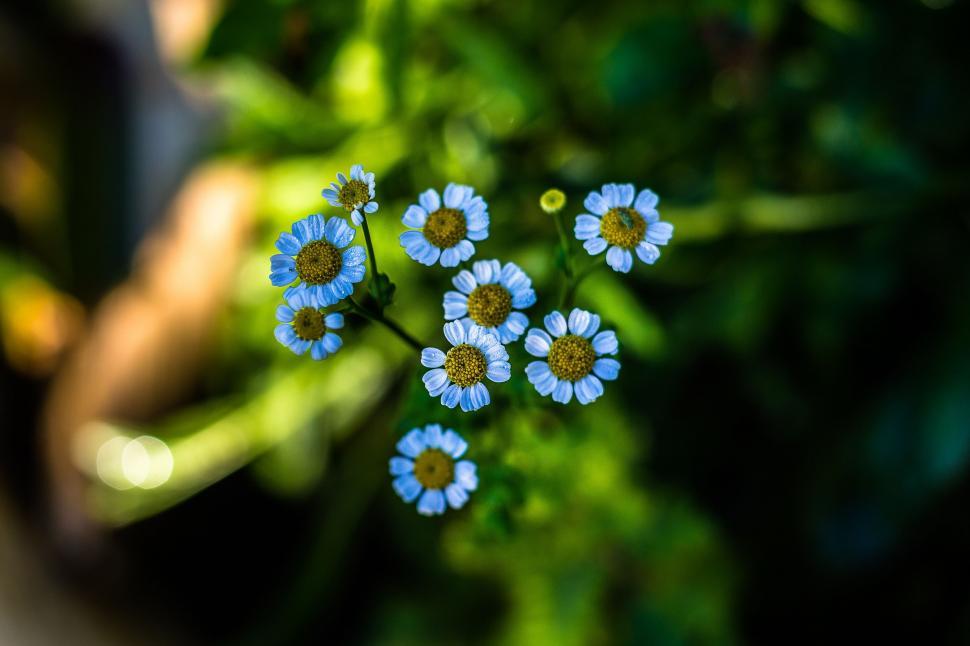 Free Image of Blue flowers  