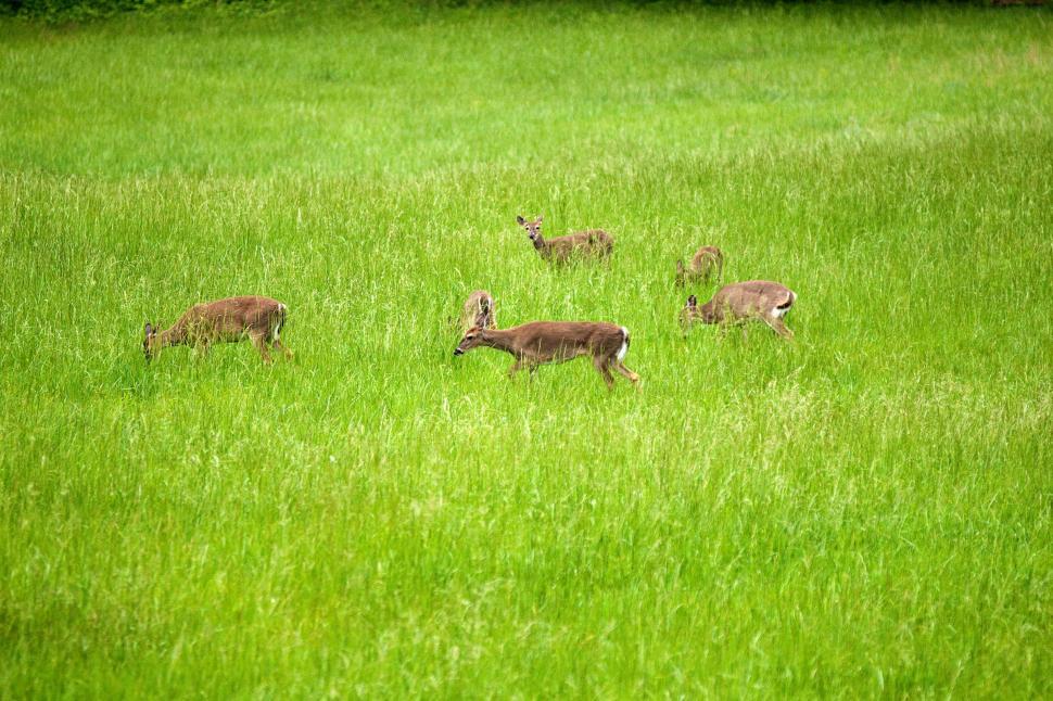 Free Image of Herd of Deer 