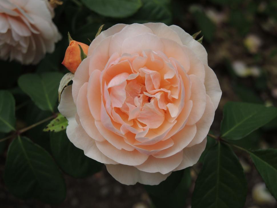 Free Image of Peach Rose Flower  