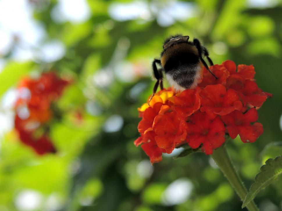 Free Image of Bumblebee and flowers  