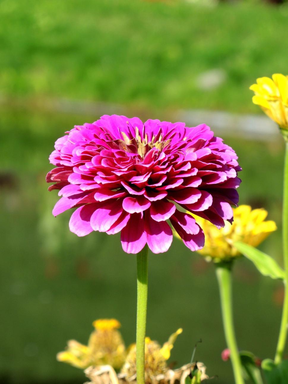 Free Image of Pink Flower with stem  