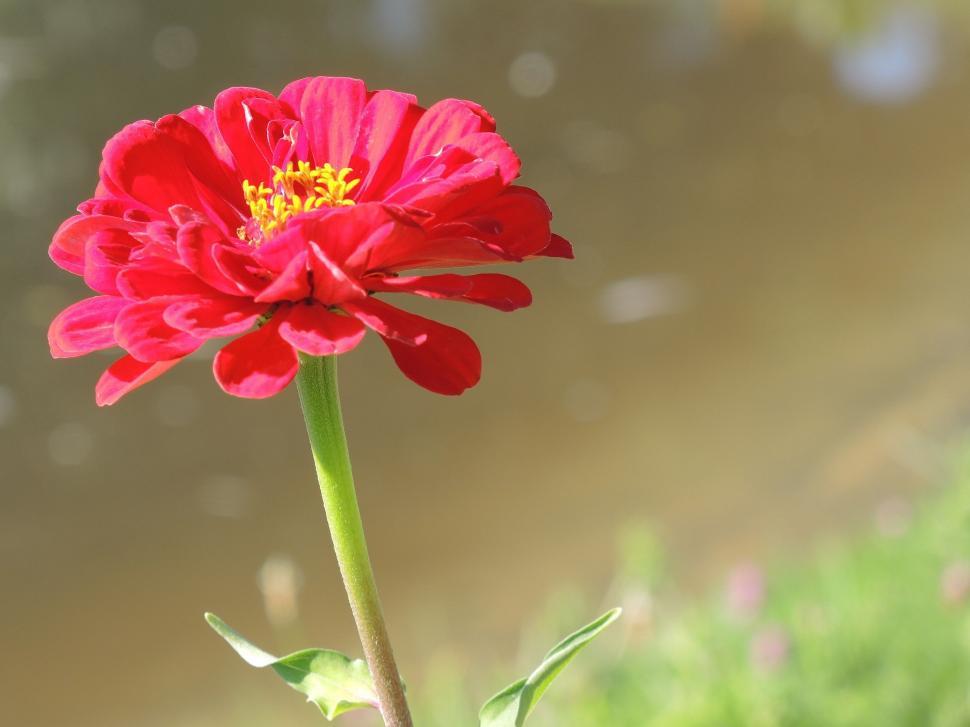 Free Image of Red Flower 