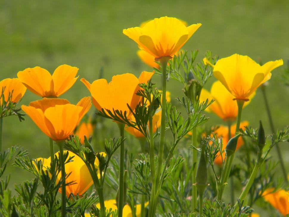 Free Image of Yellow and Orange Flowers  