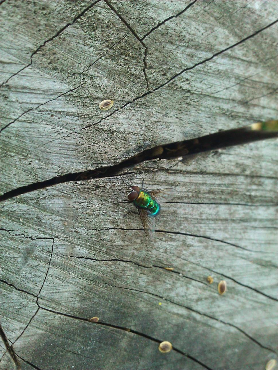 Free Image of Fly on tree trunk  