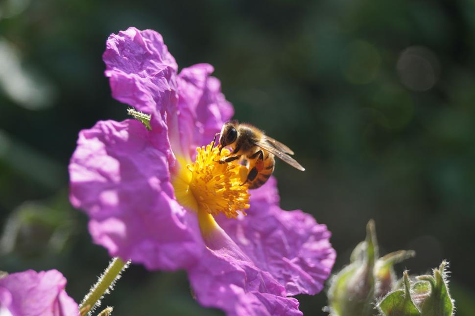 Free Image of Bee on Flower  
