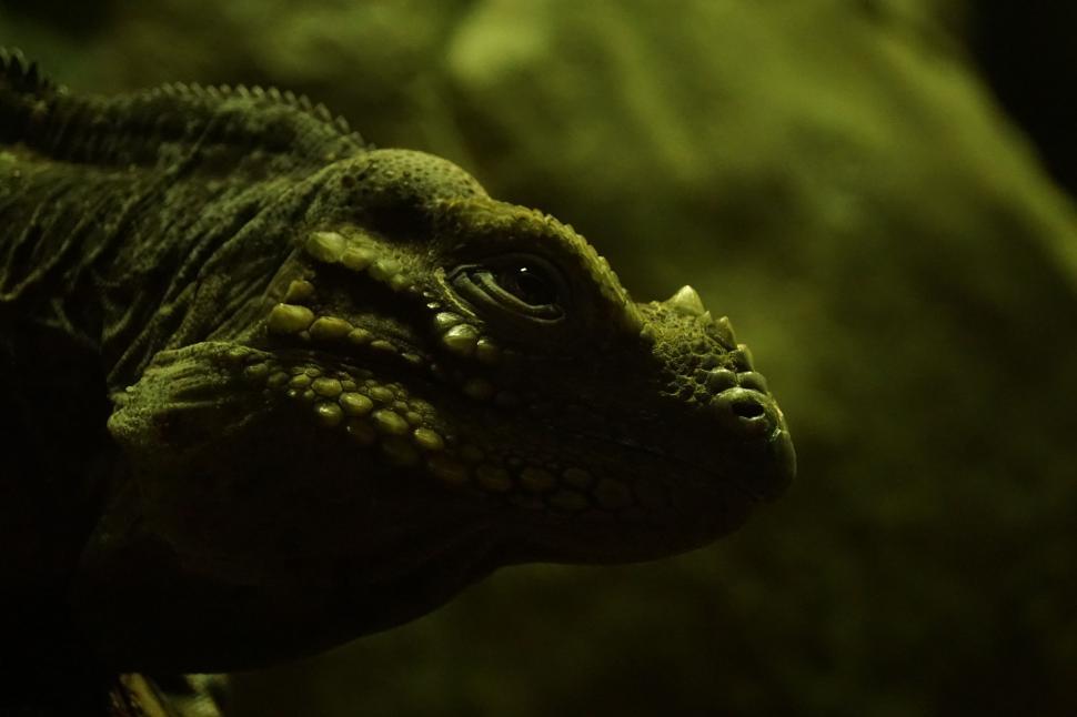 Free Image of One Green iguana 