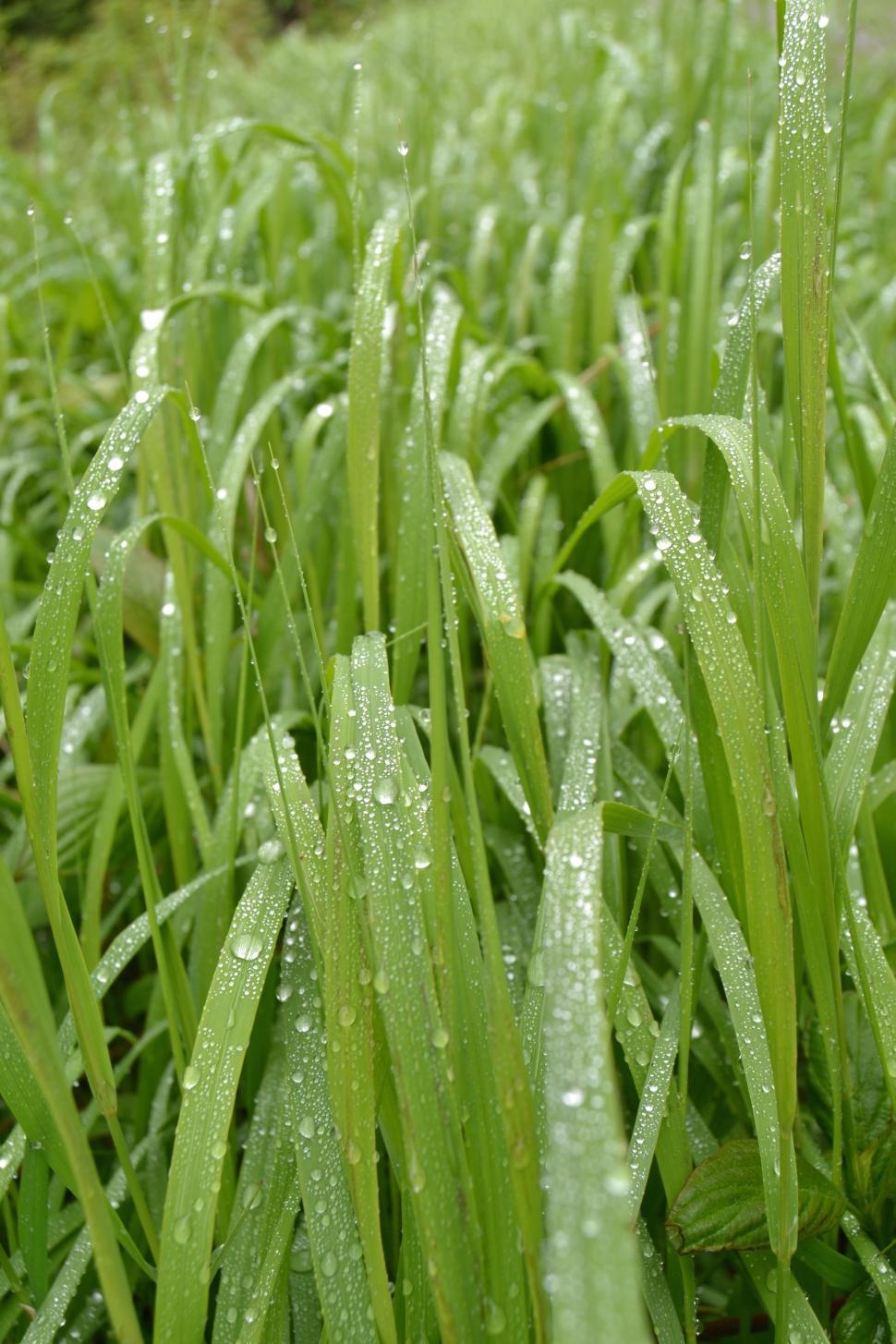Free Image of Raindrops on grass  