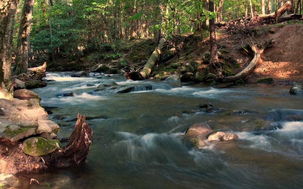 Free Image of Stream in the forrest 
