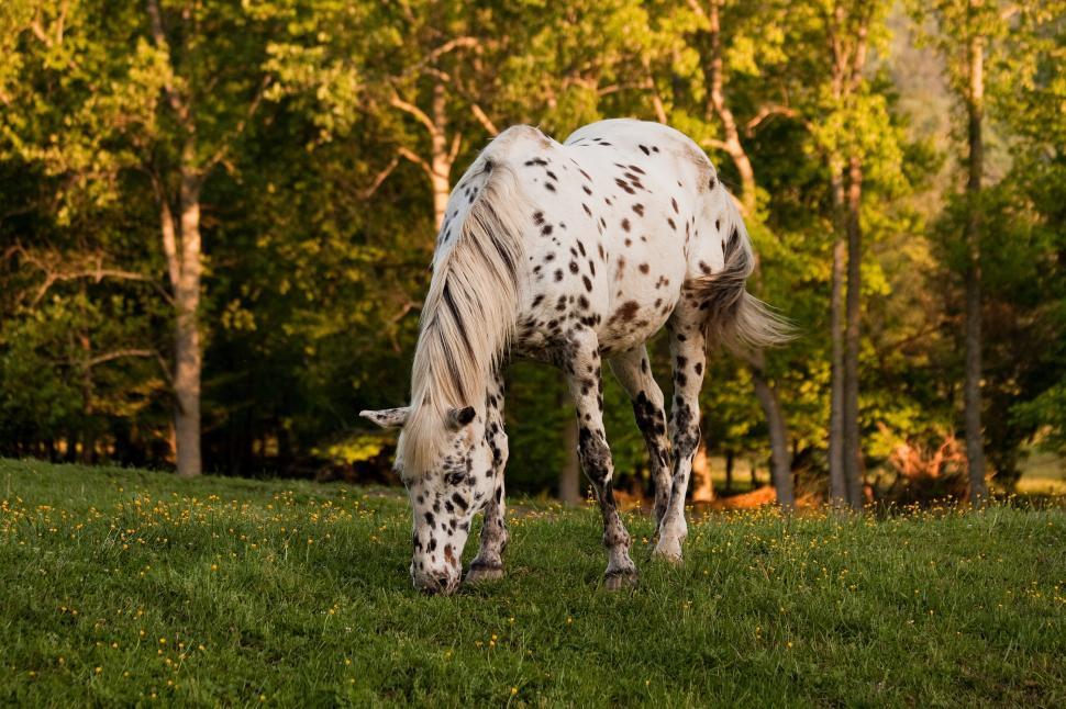 Free Image of Horse grazing 