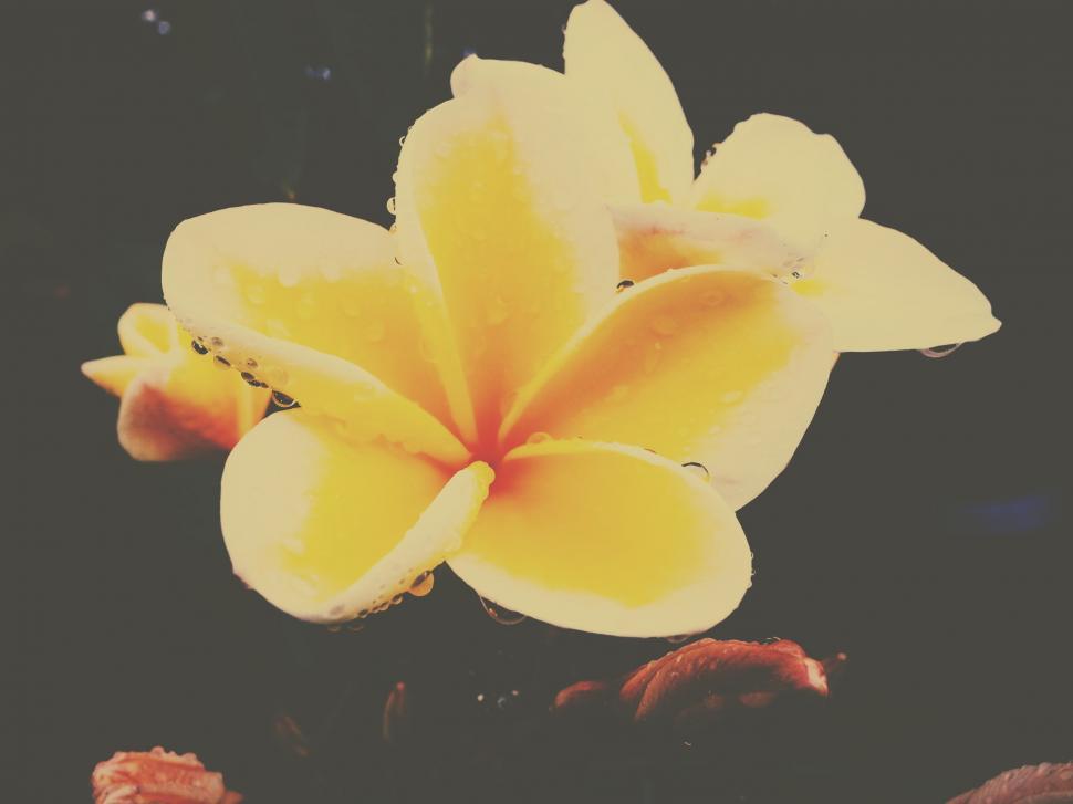Free Image of Yellow Flower Petals  