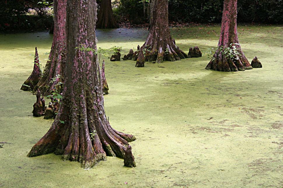 Free Image of cypress trees tree swamp pond south carolina scum bog water 