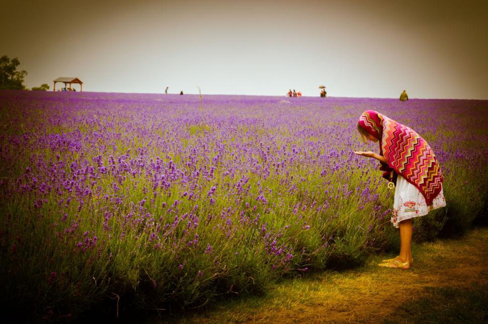 Free Image of Lavender Flowers Field  