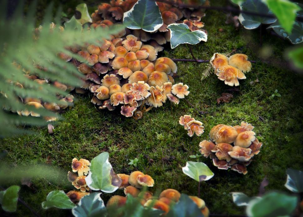 Free Image of Mushrooms on grass 