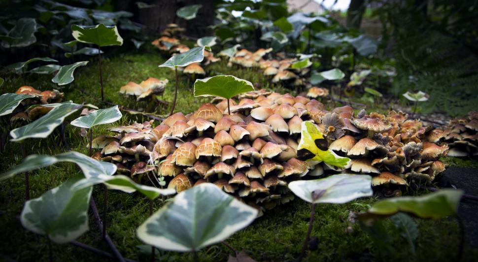 Free Image of Brown Mushrooms 