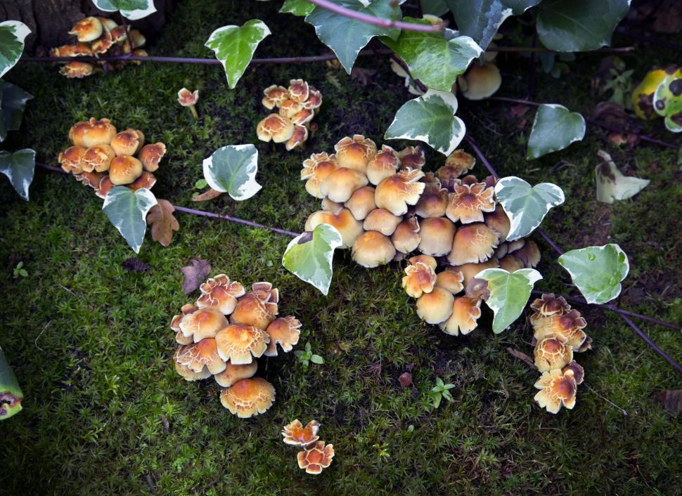 Free Image of Brown mushrooms in forest 