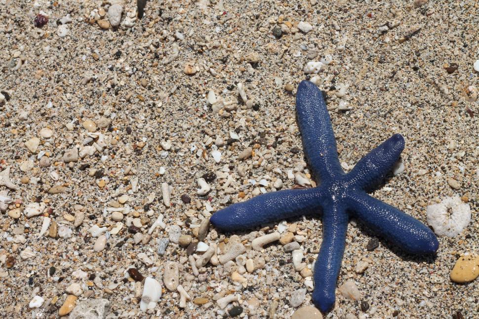Free Image of Blue sea star 