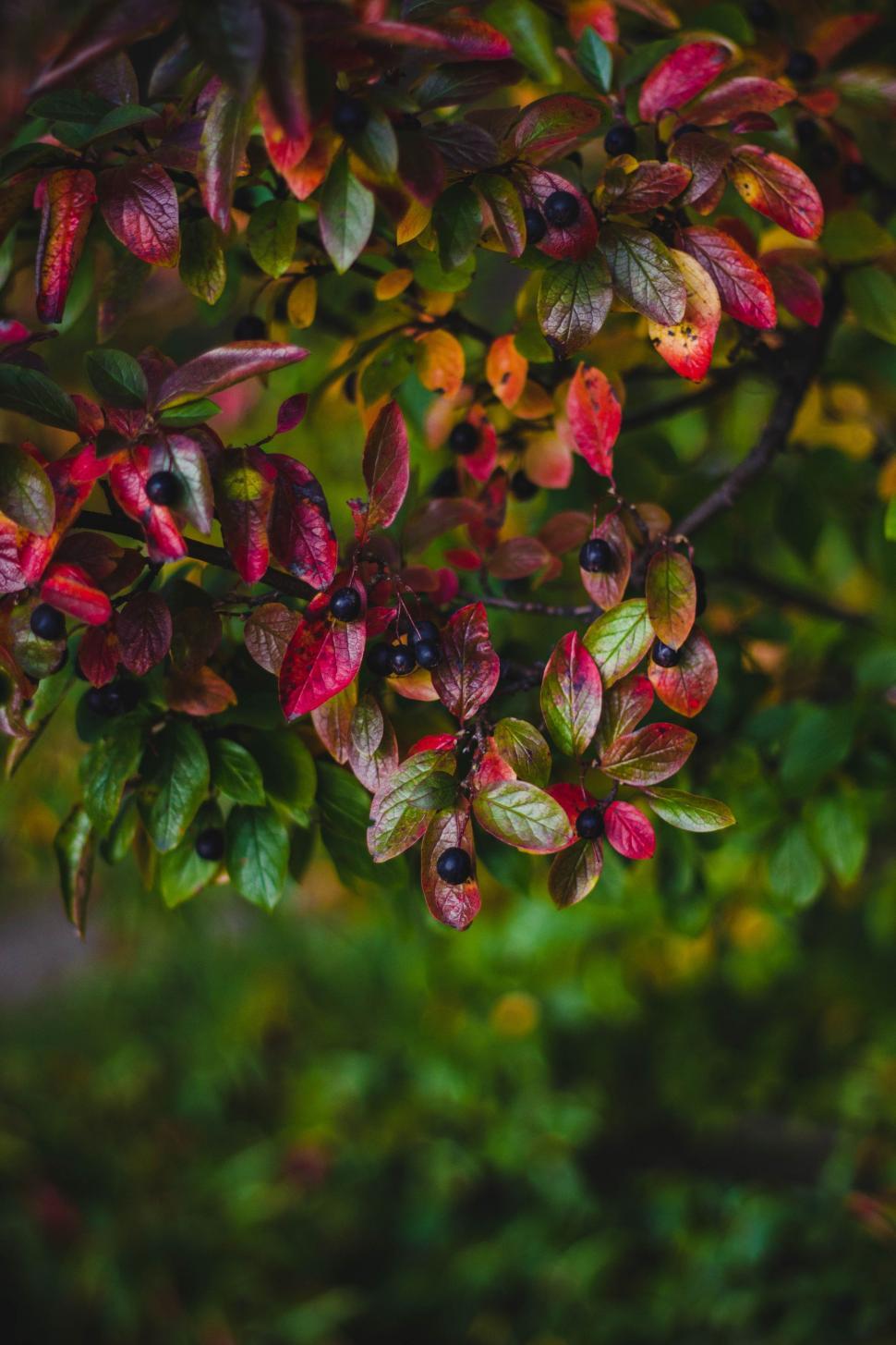 Free Image of Red autumn leaves and black berries 