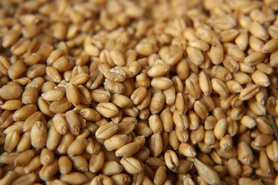 Free Image of Wheat Grains  