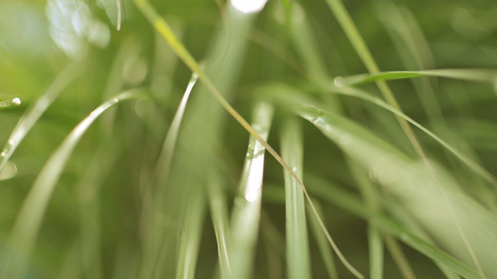 Free Image of Green Grass Tails 