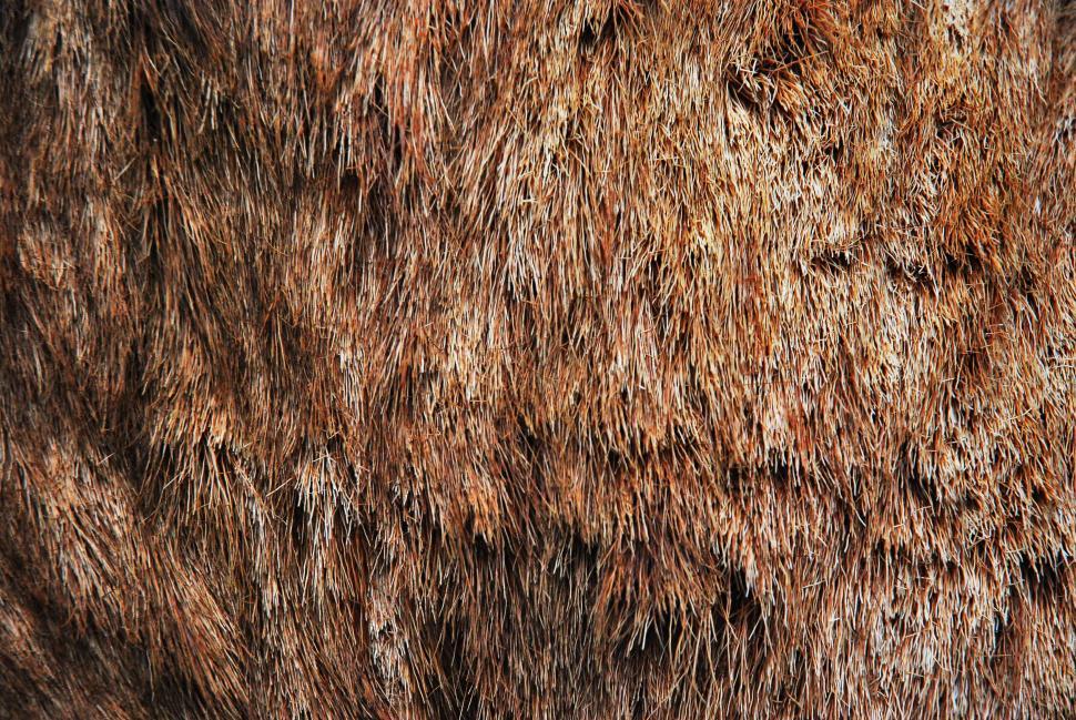 Free Image of Fur Coat  