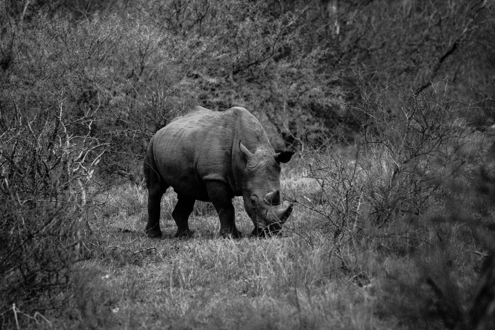 Free Image of Rhinoceros in the forest  