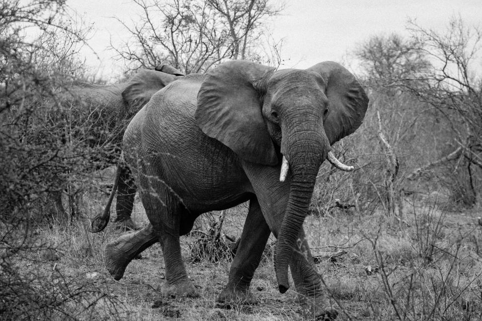 Free Image of African Elephants  