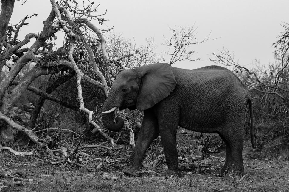 Free Image of African Elephant 