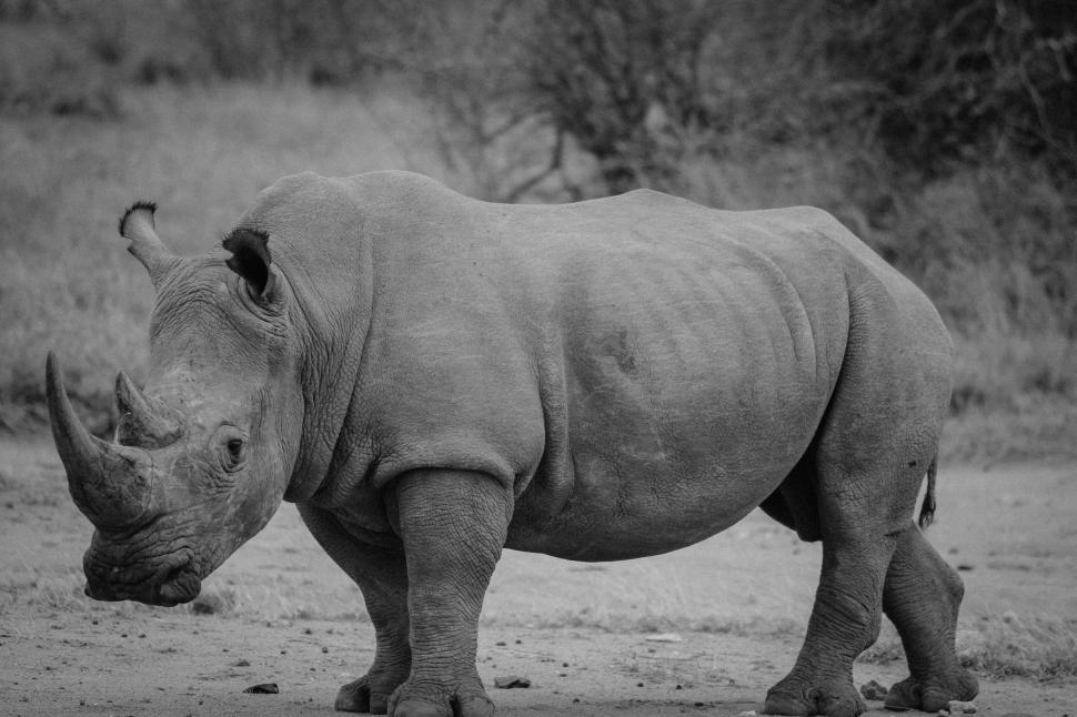 Free Image of Rhinoceros (Monochrome)  