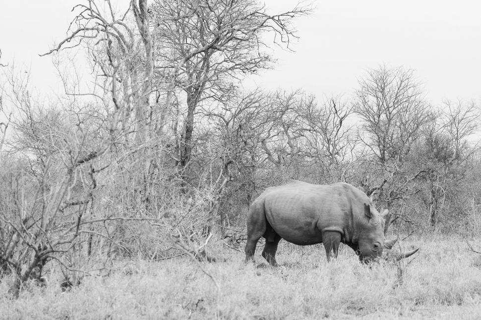 Free Image of Rhinoceros in jungle (Monochrome) 