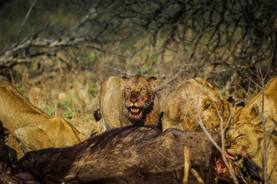 Free Image of Pride of Lions Eating in the forest  