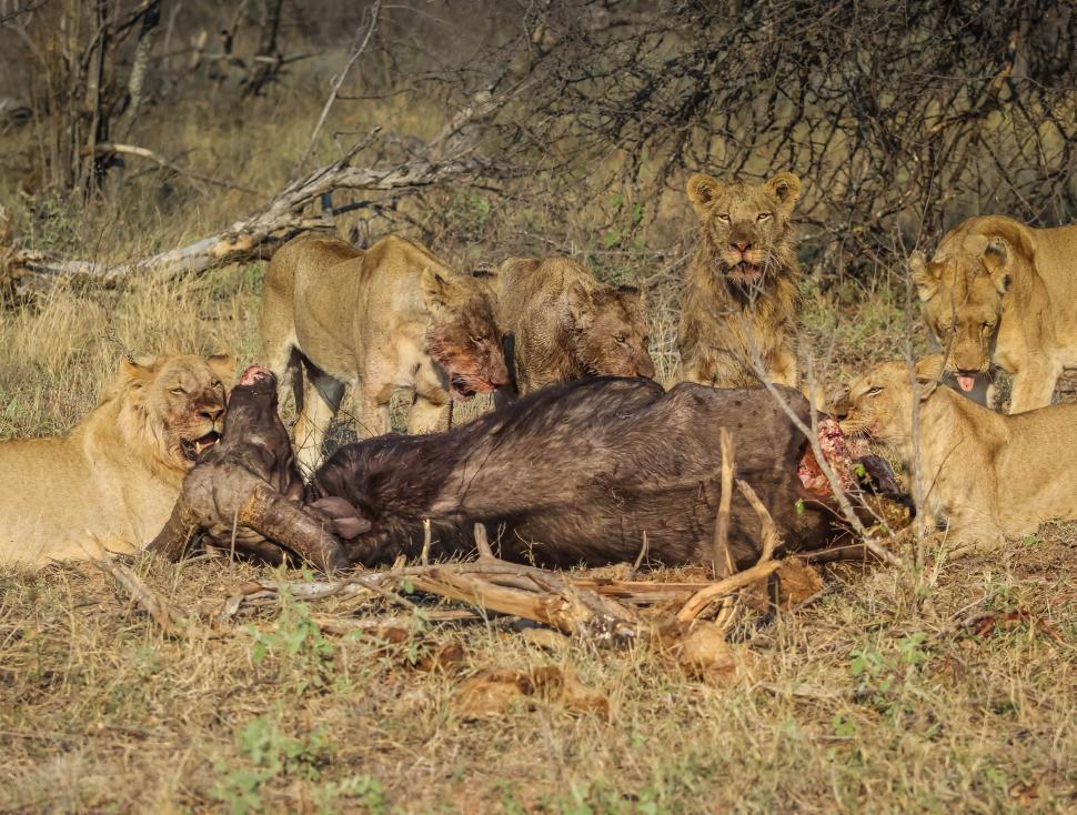 Free Image of Five Lions eating in the forest 