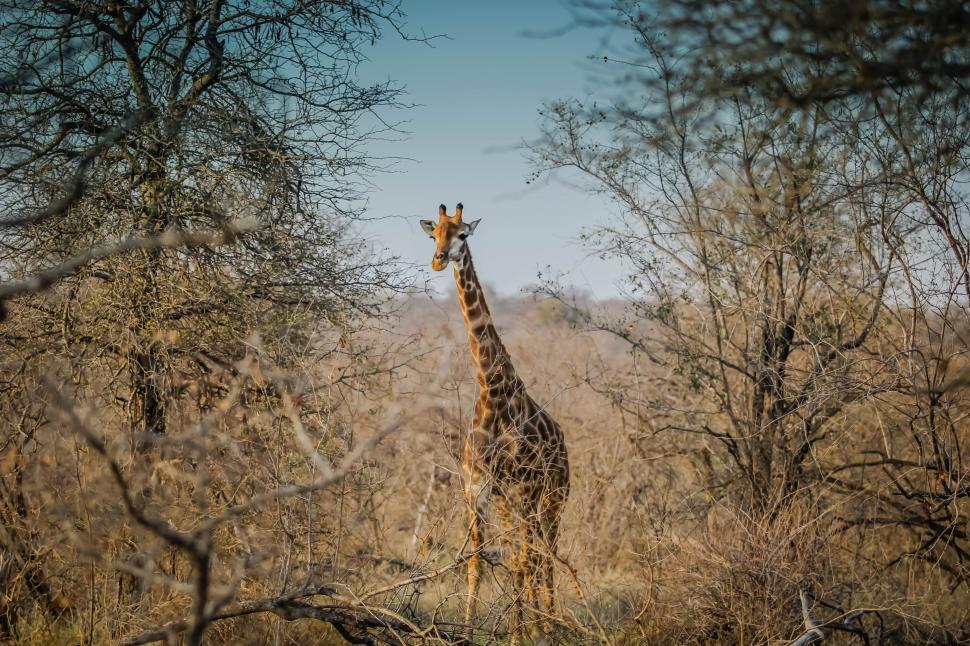 Free Image of Giraffe looking at camera  