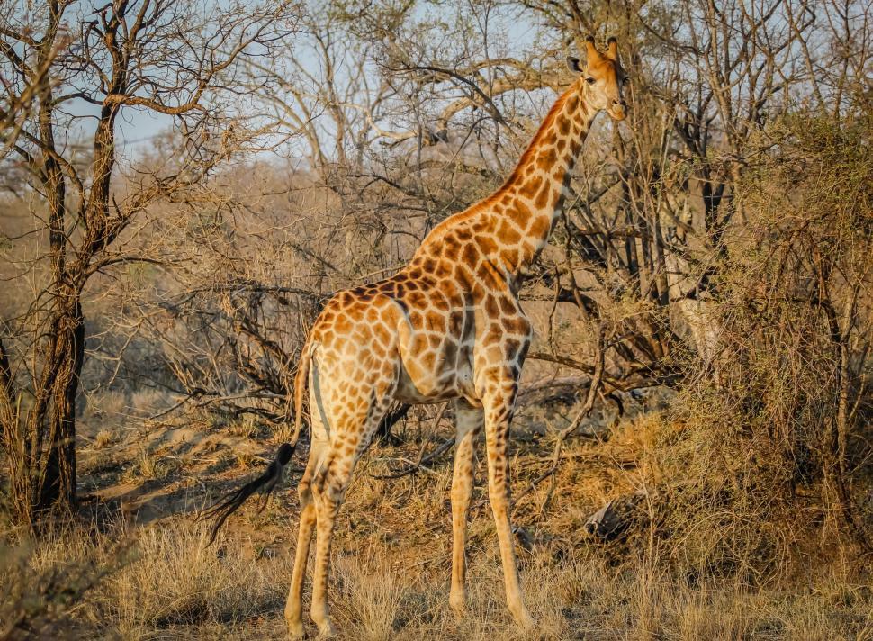 Free Image of West African giraffe 