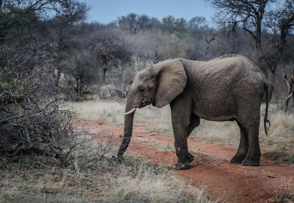 Free Image of One Elephant  