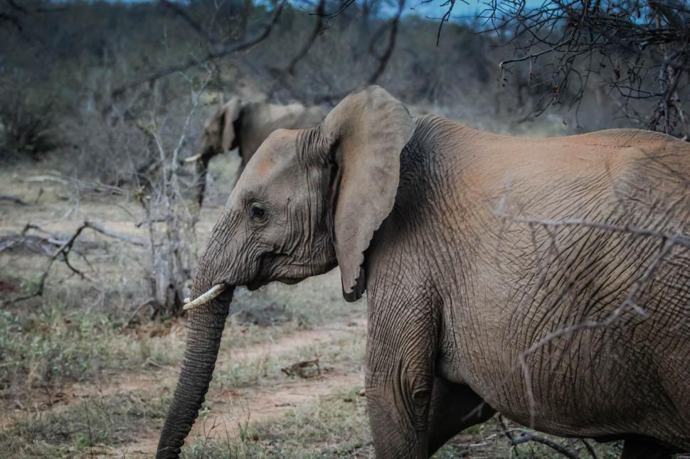 Free Image of Side View of Elephant  