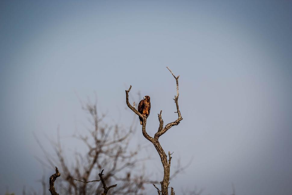 Free Image of Eagle sitting on tree  