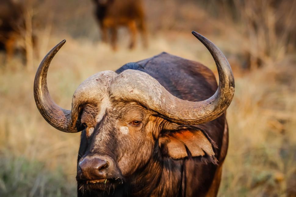 Free Image of Bull and horns  